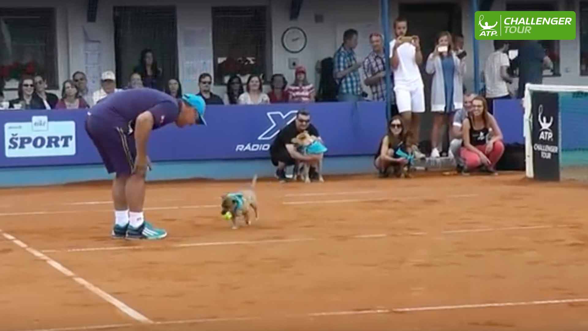 The dogs steal the show at the ATP Challenger Tour event in Poprad Tatry.