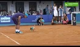 The dogs steal the show at the ATP Challenger Tour event in Poprad Tatry.