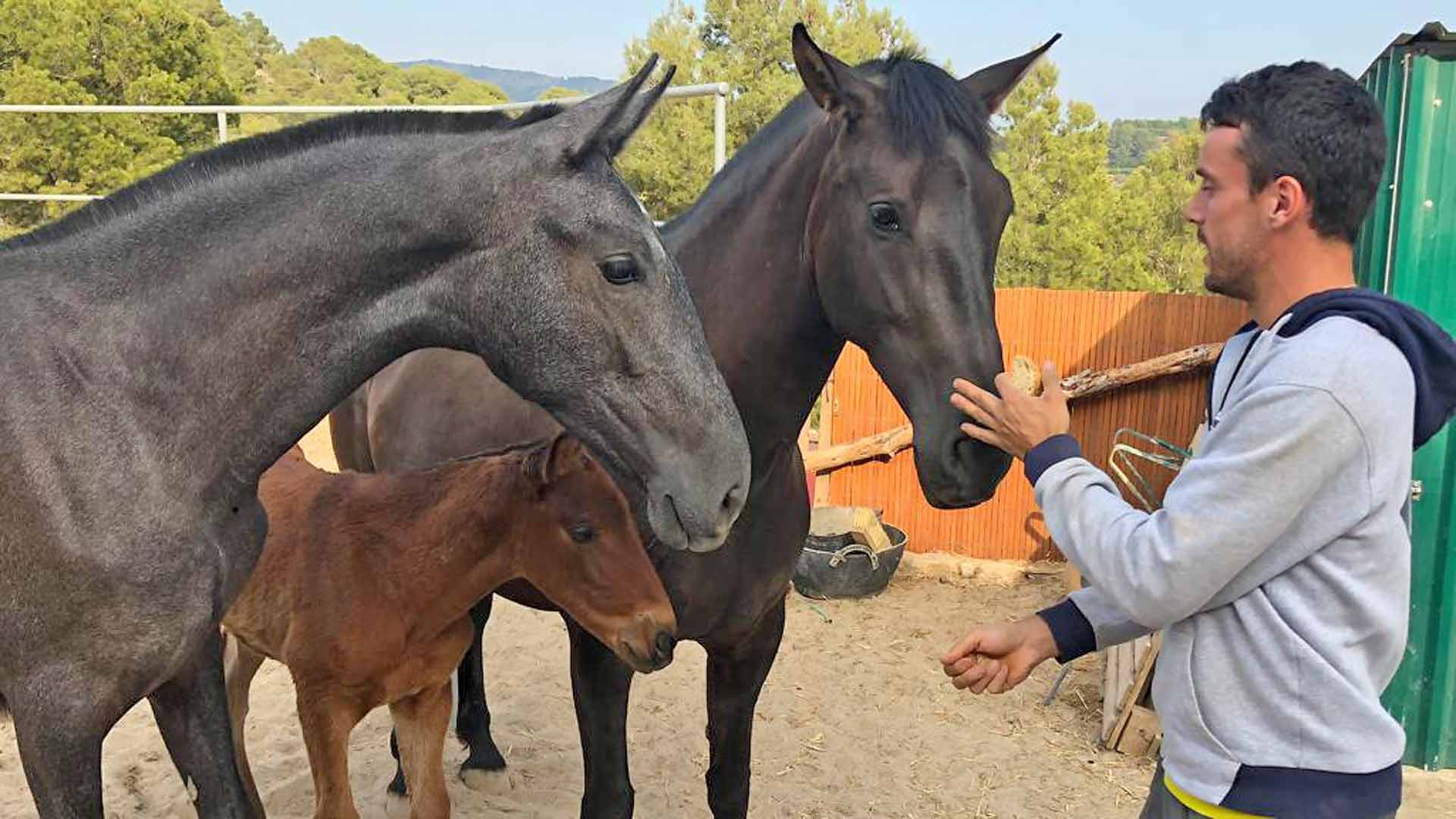 Roberto Bautista Agut has seven horses at home in Spain.