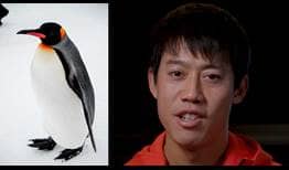 Kei Nishikori reveals he wanted to be a penguin as kid in a hilarious interview during the Rotterdam tournament.